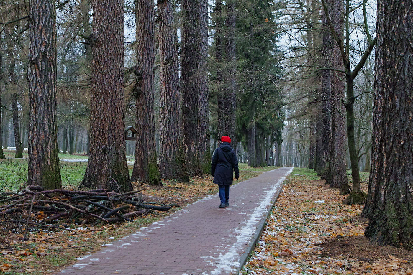 Красная шапочка