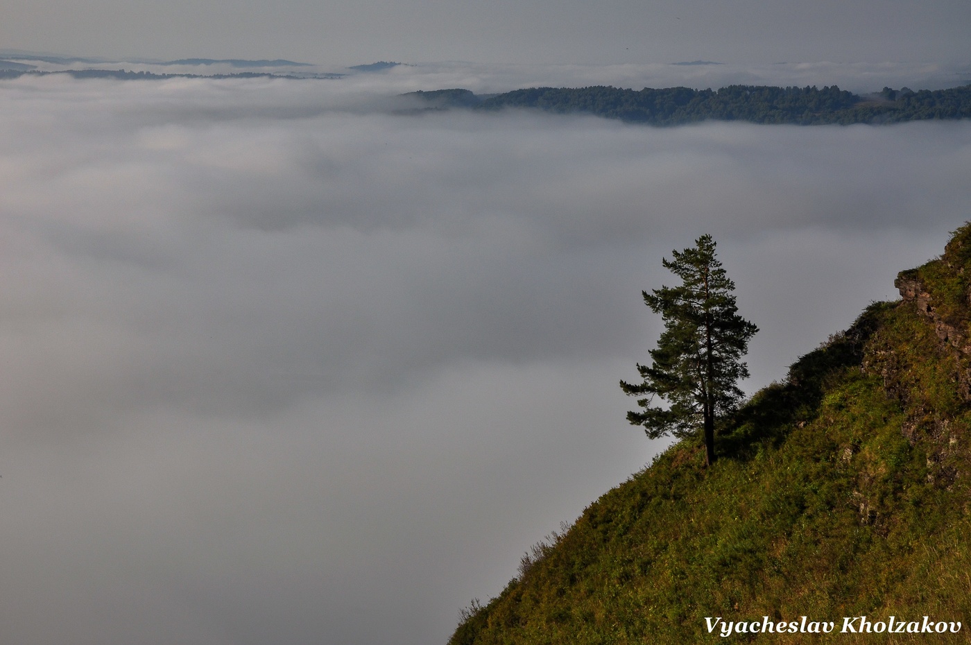 Одинокая сосна на утесе