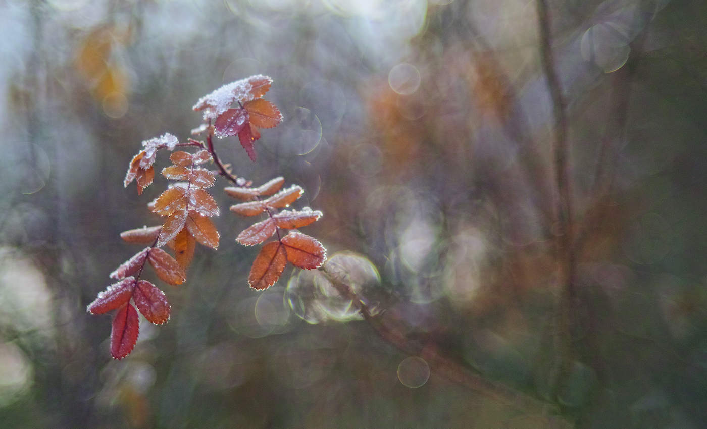 Дыхание зимы