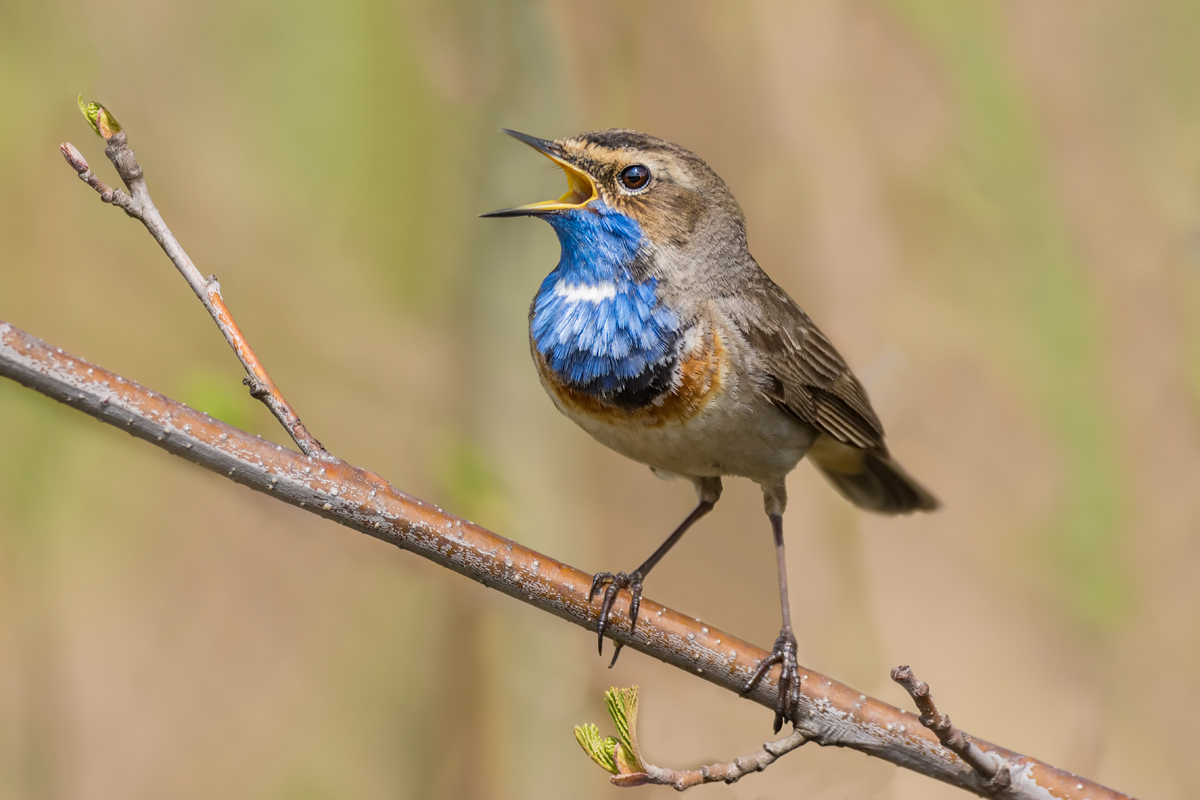 Поющая варакушка.