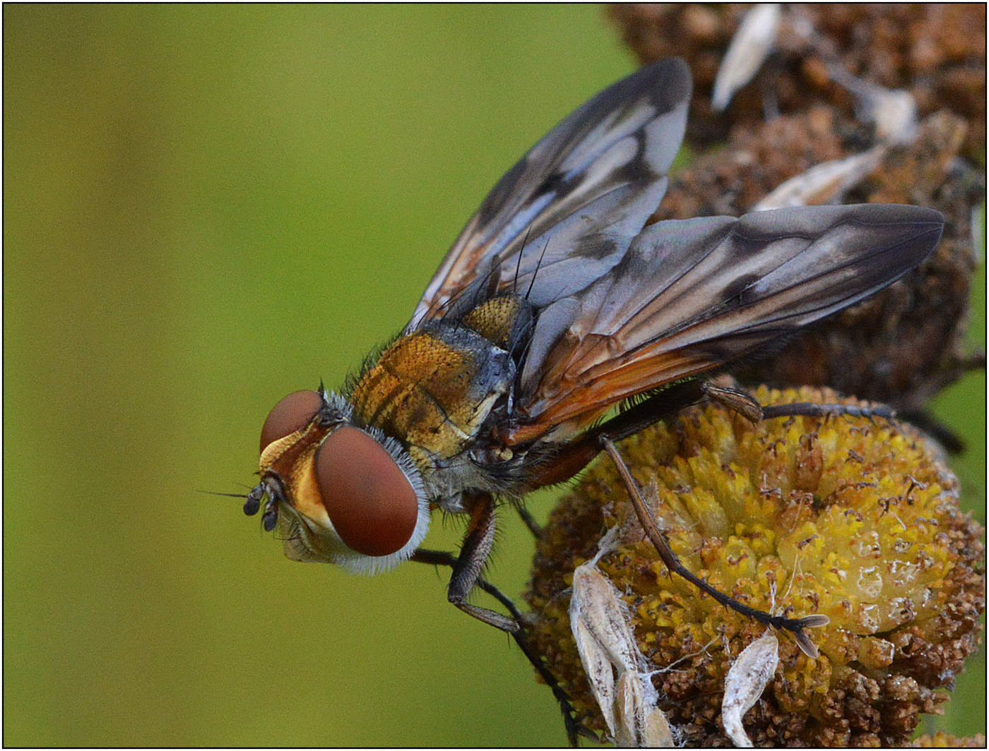 Тихая осень.