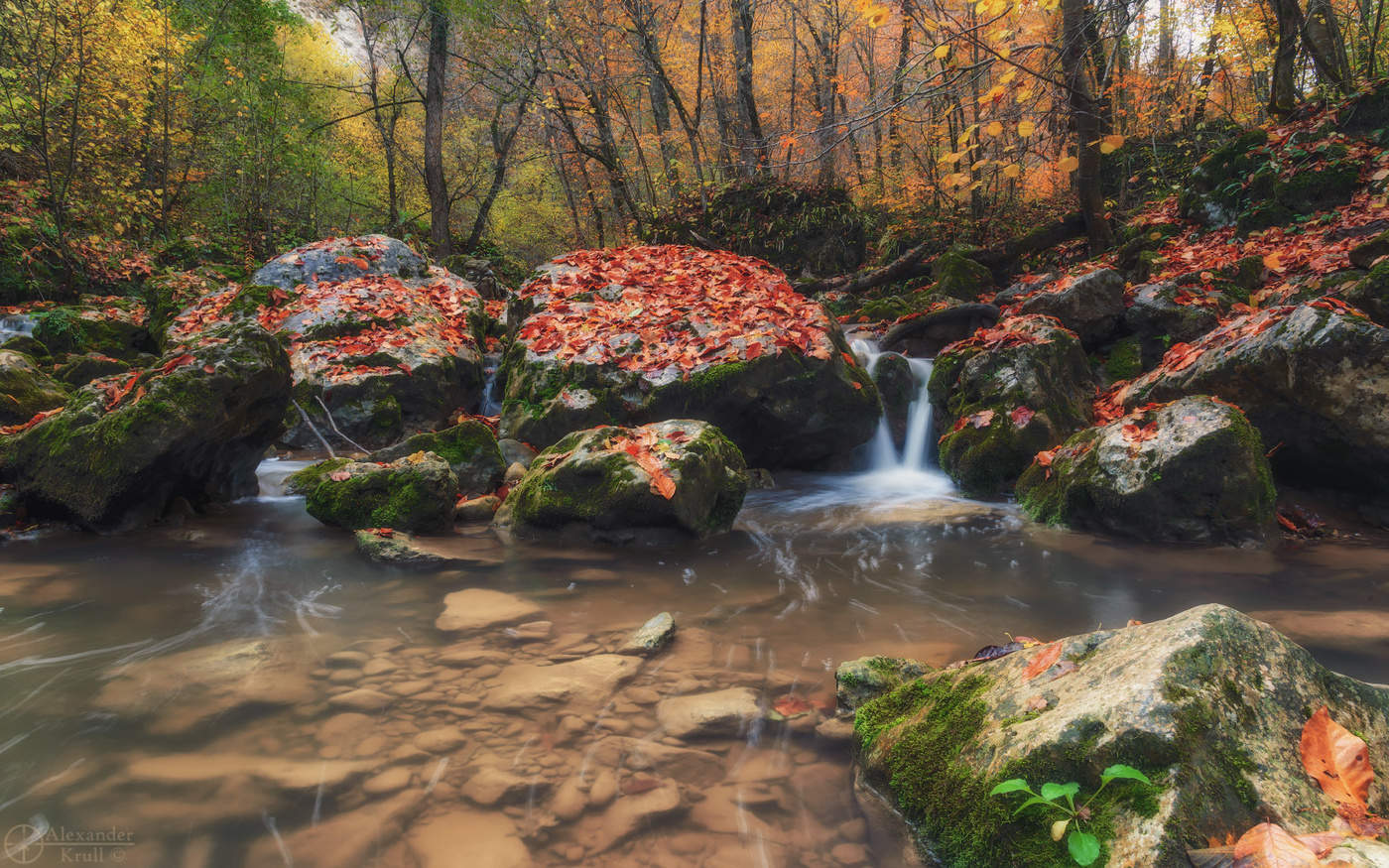 Насорил октябрь листьями...