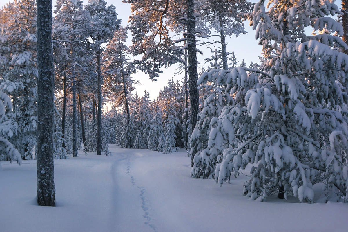 Под ногами снег скрипучий, на тропинке след лисы...