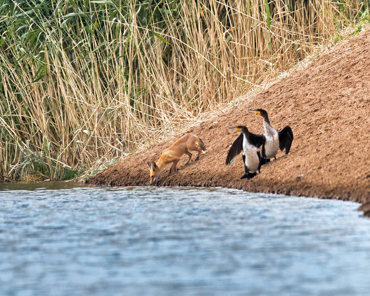 Рыжий лис и два баклана