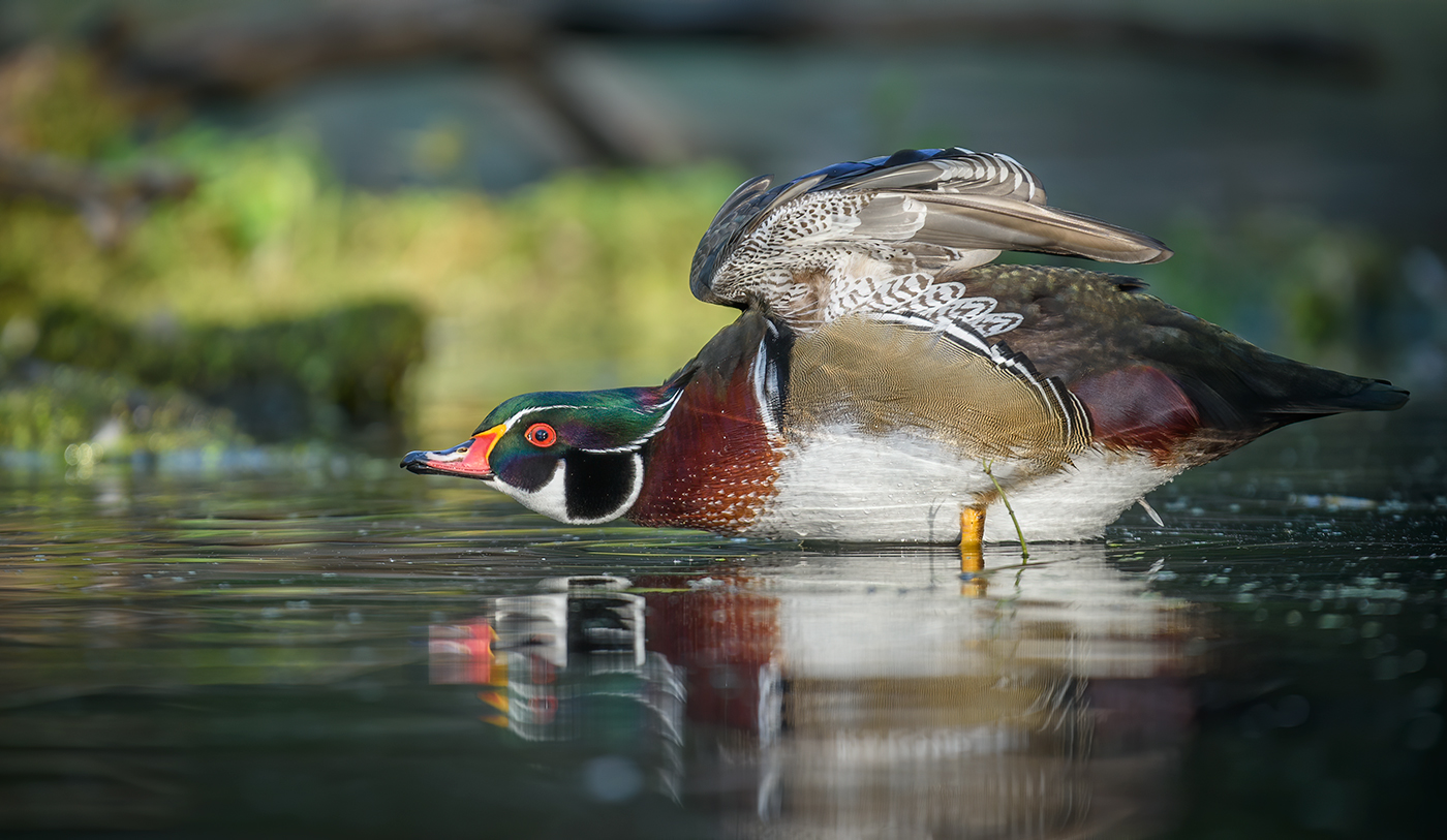 Wood duck (male)