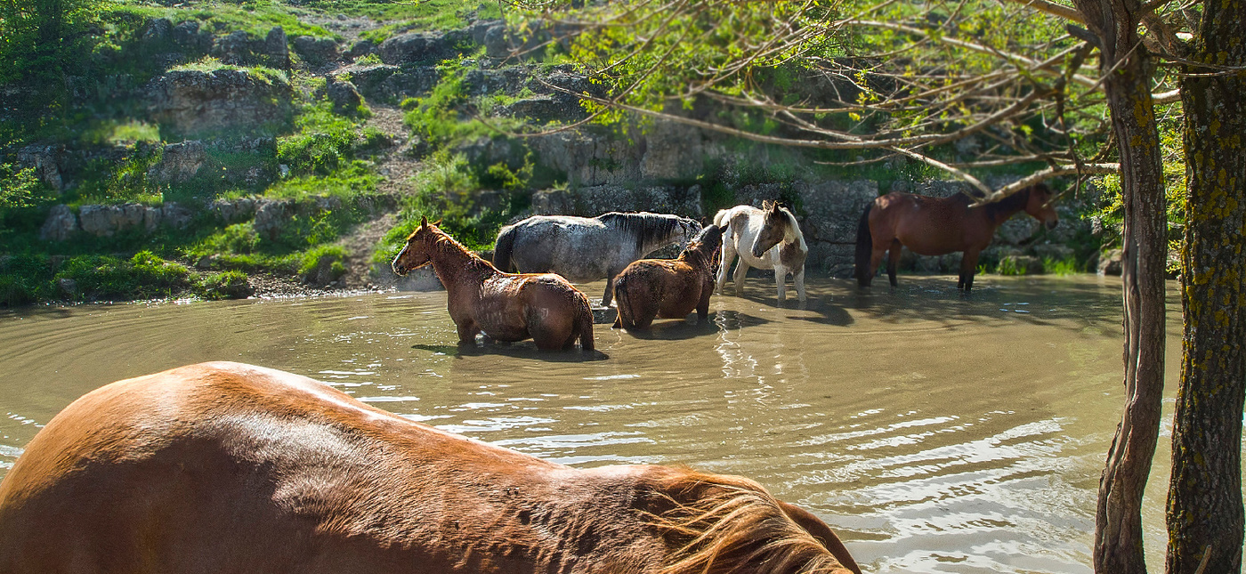 И ванна, и водопой