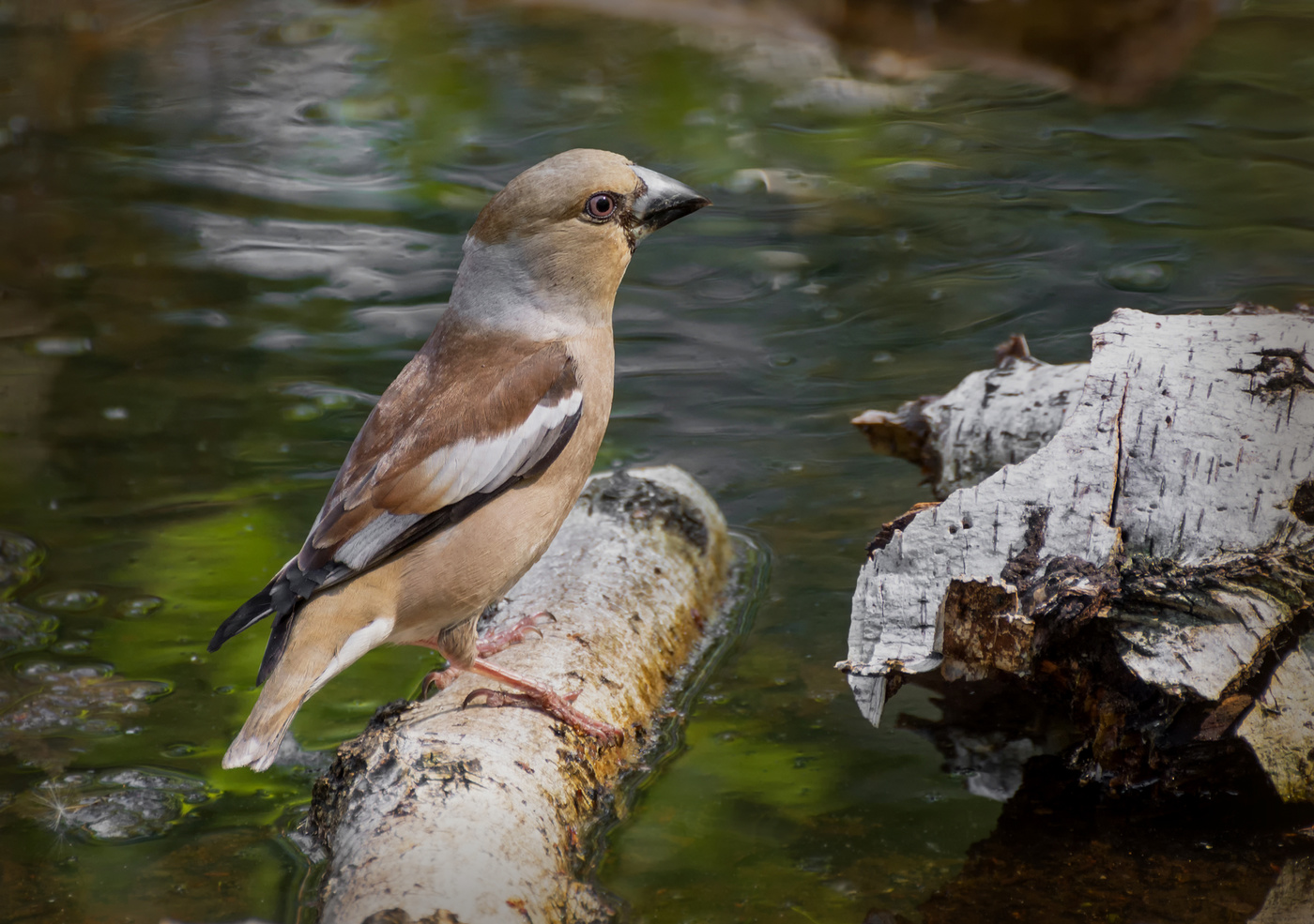дубонос (самка)