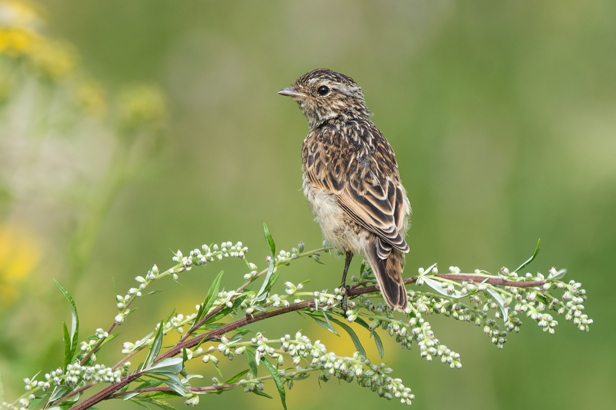 Чекан луговой.