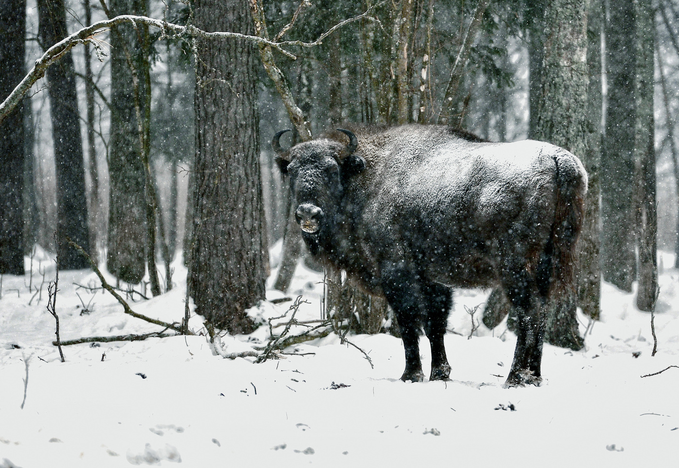 «Калужские засеки»