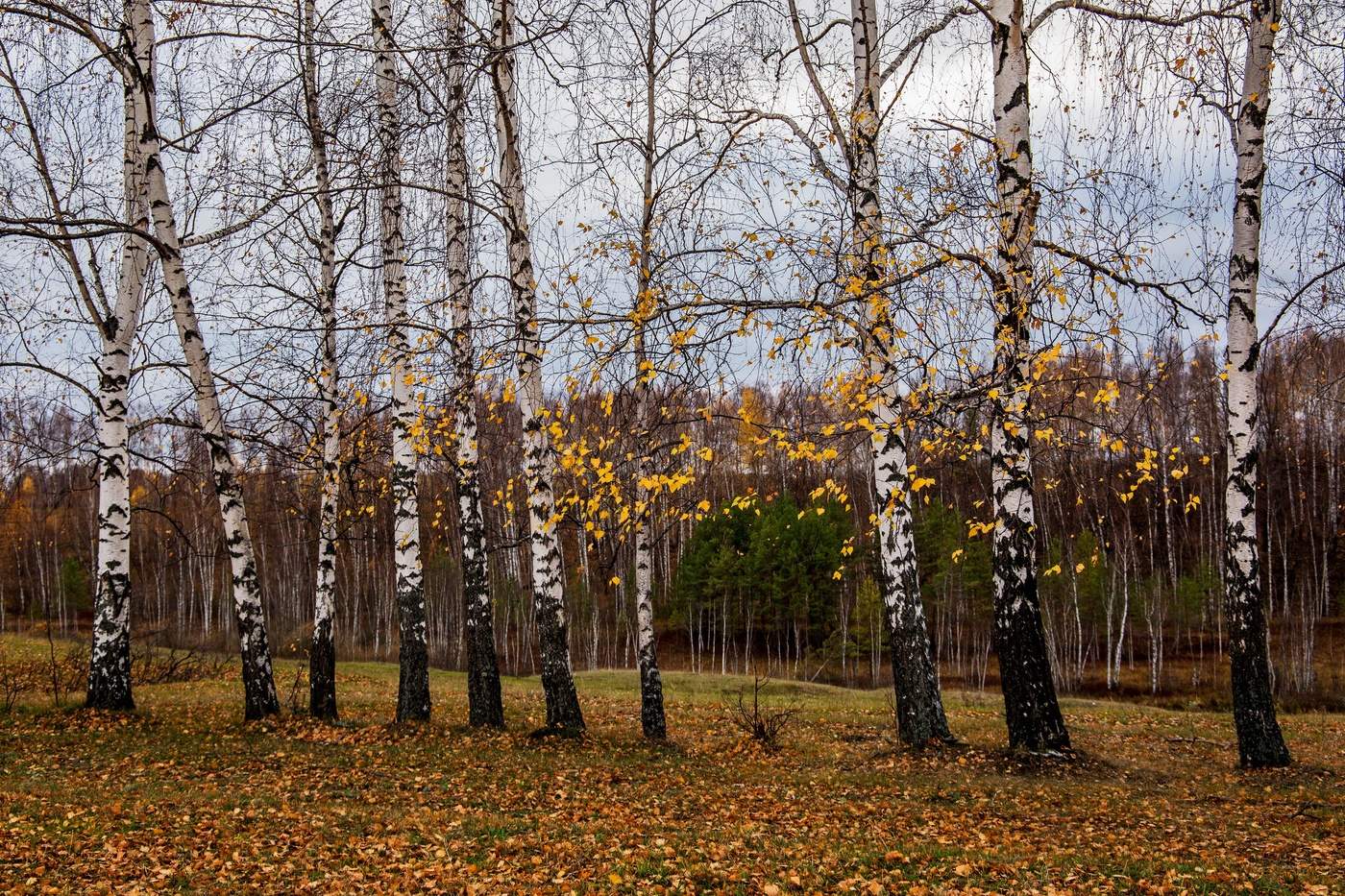 ансамбль "Березка"