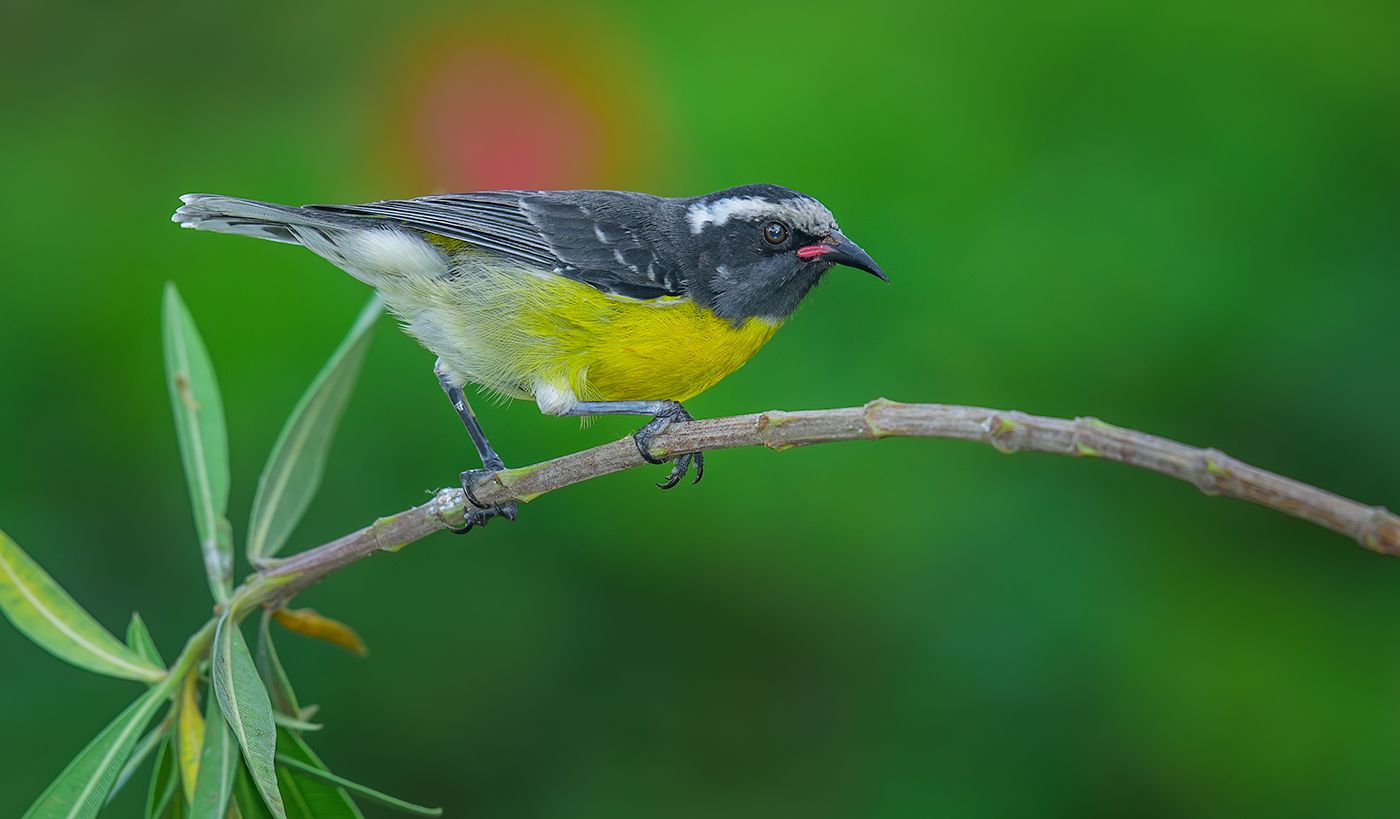 Bananaquit