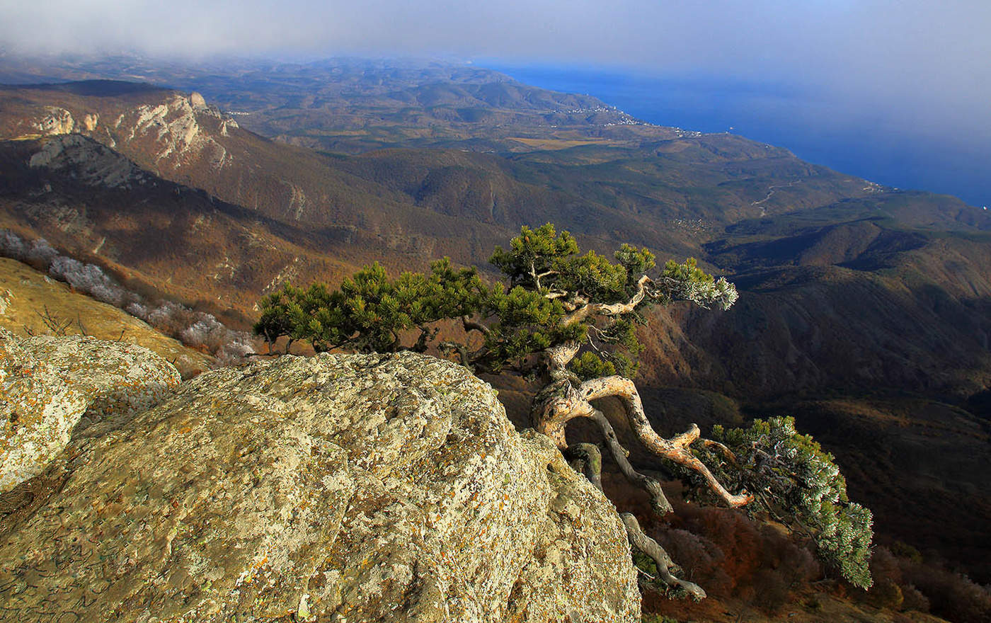 Одинокая сосна