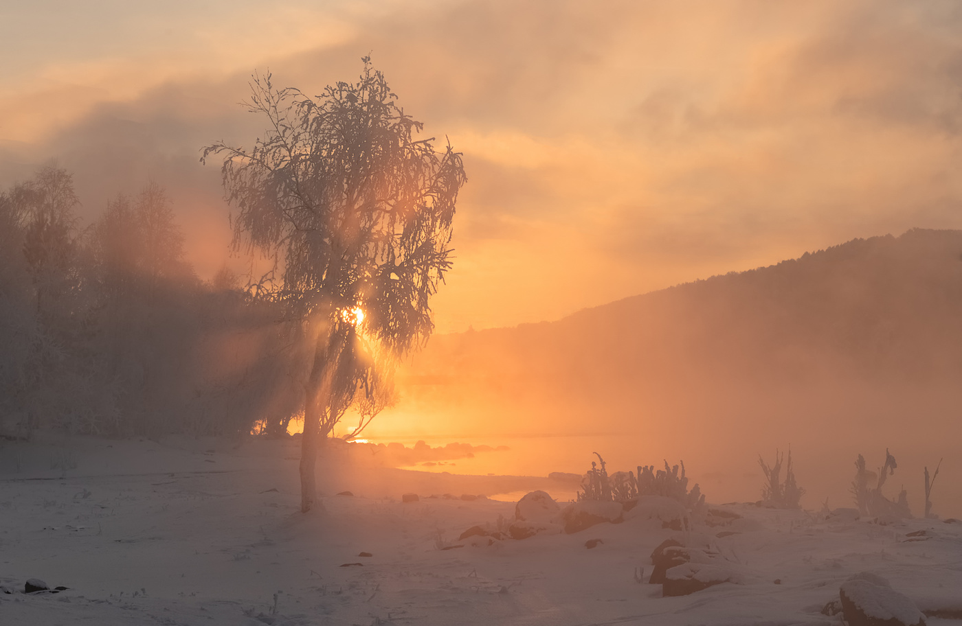 Береза на закате.