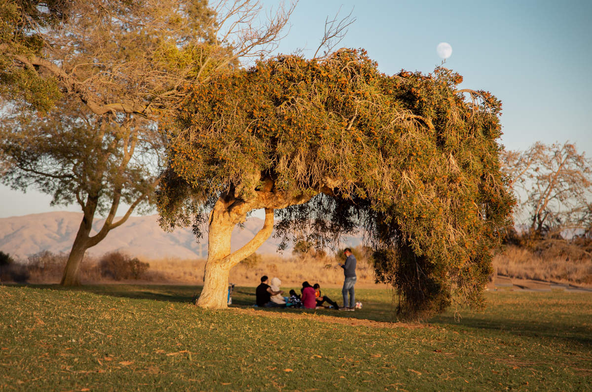- На волю! В пампасы!...