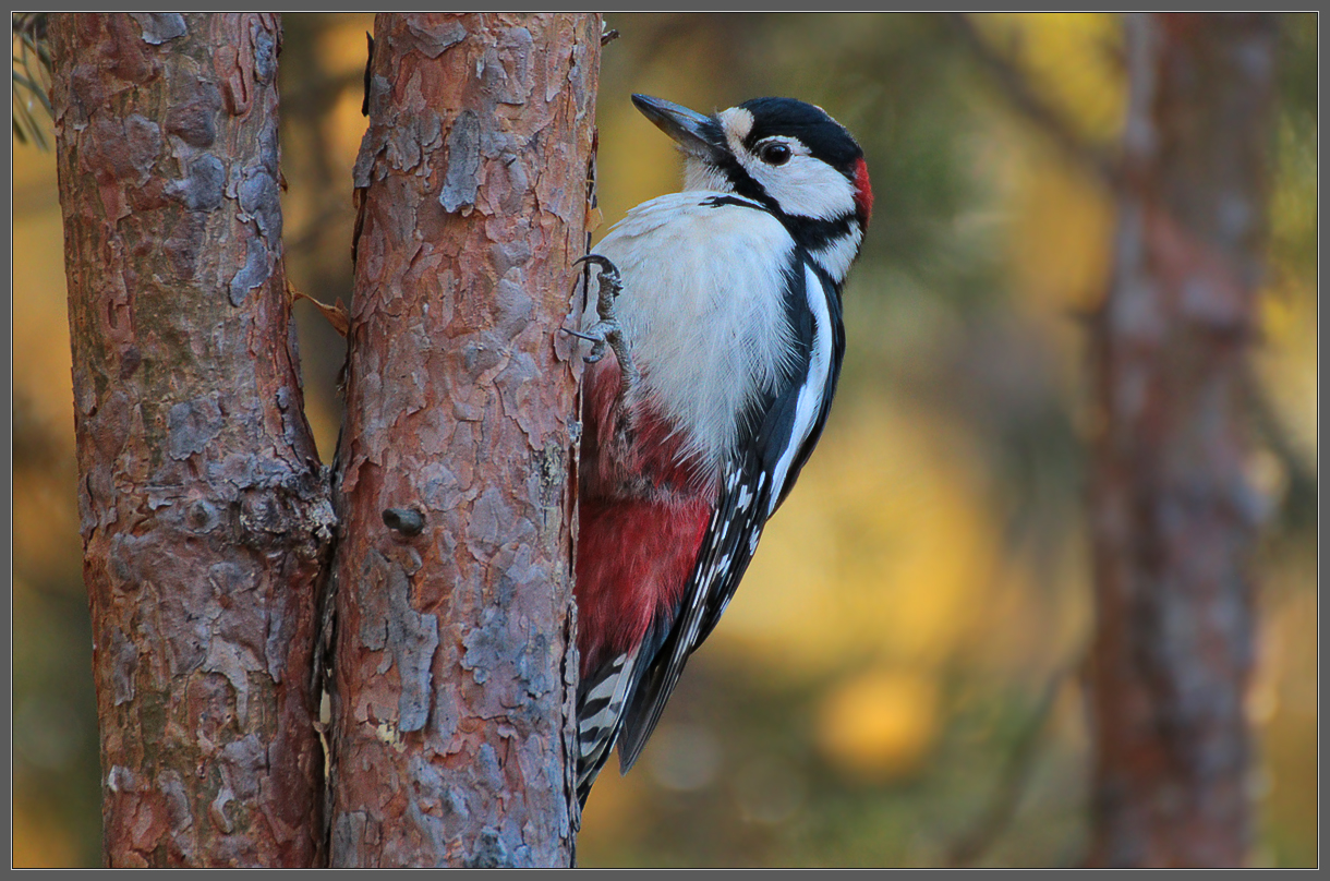 В осеннем лесу