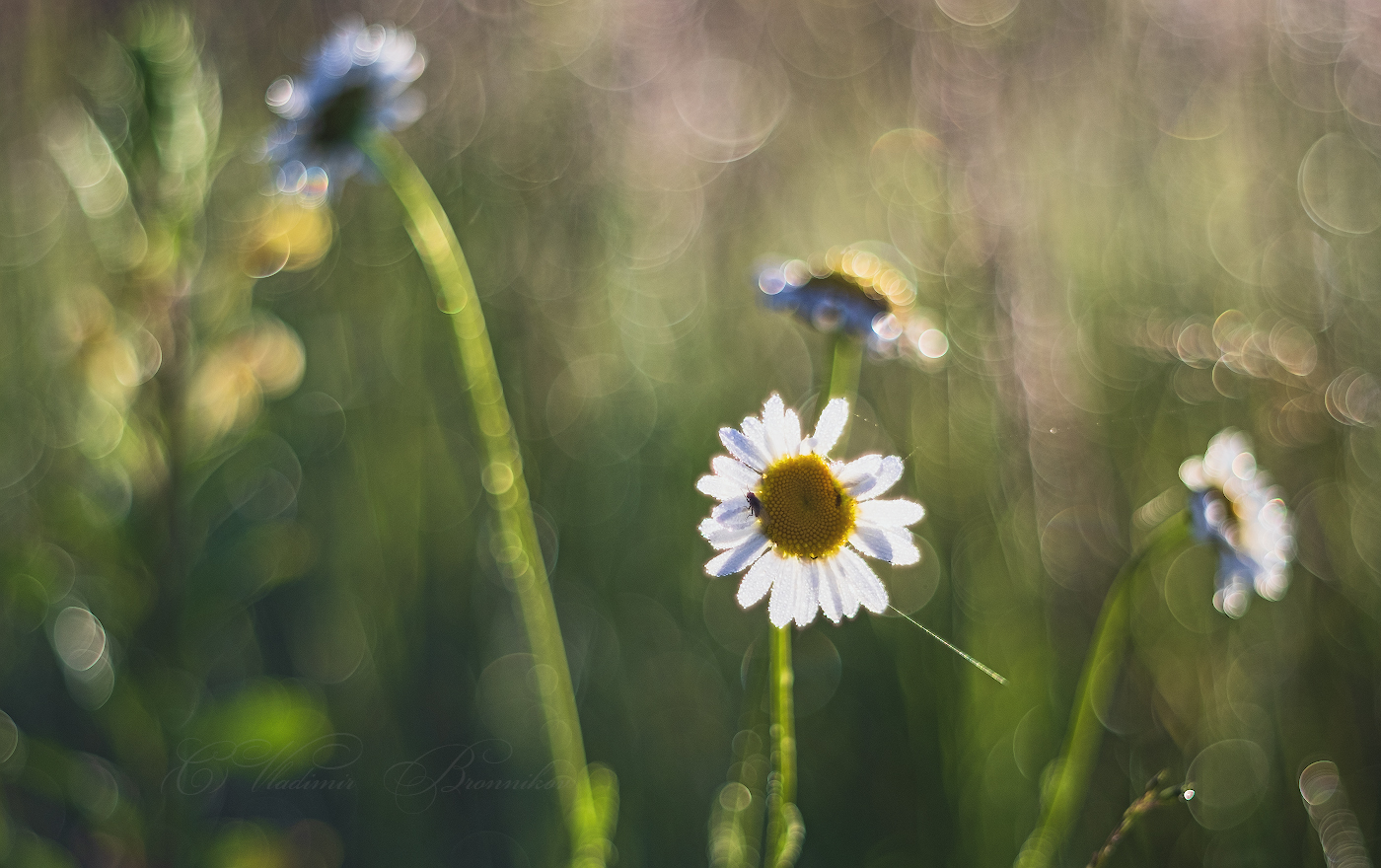 На солнечной поляне