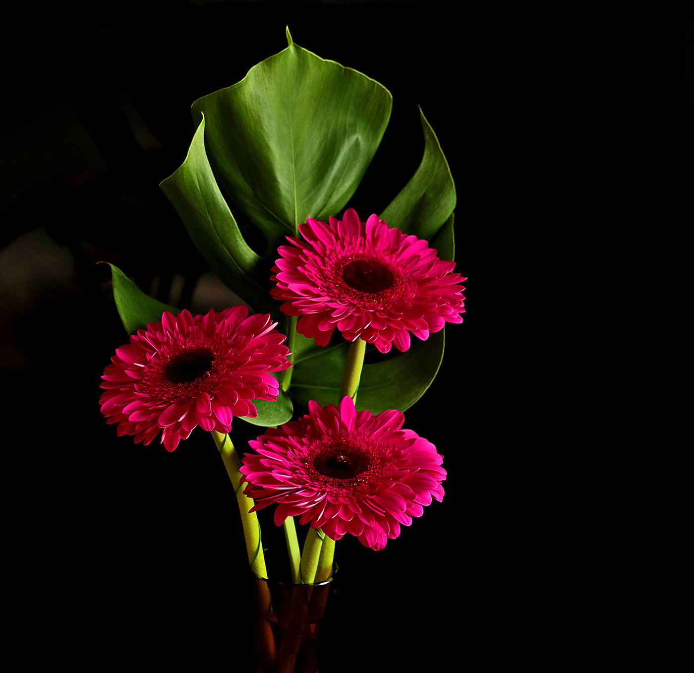 Герберы с монстерой