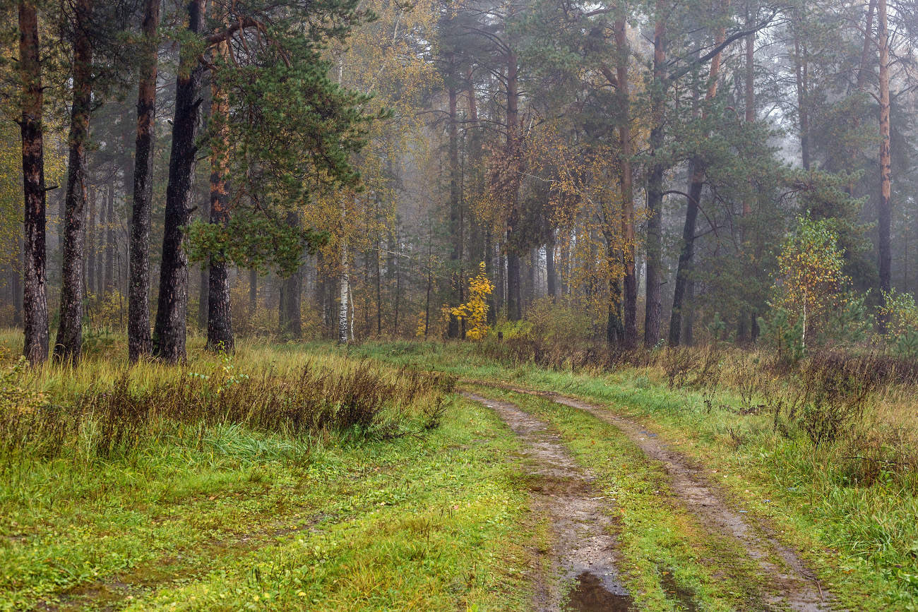 На опушке осени