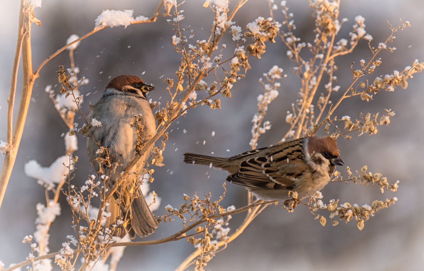 воробушки..