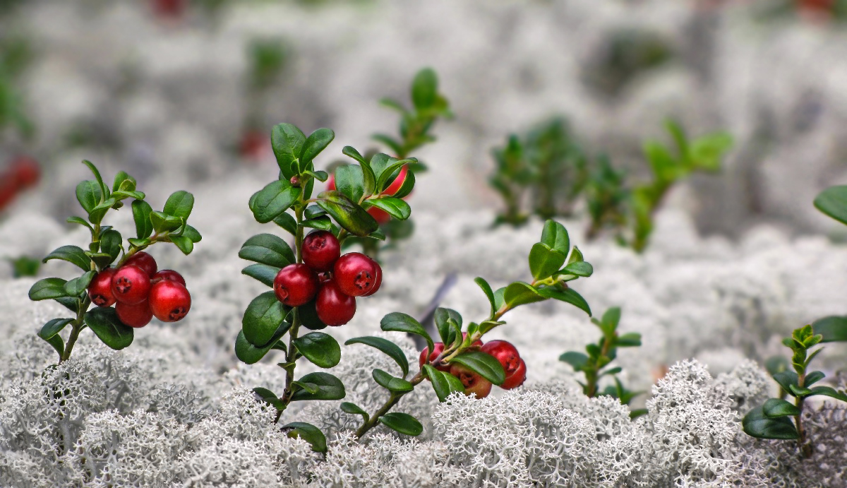 маленькие ягодки, твердые листочки...