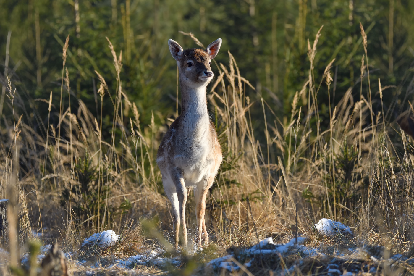 шустрый малый