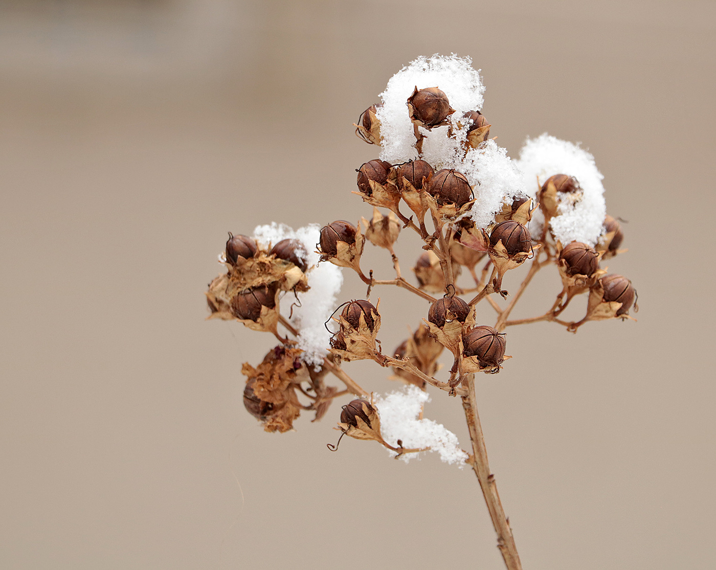 В белых шапочках