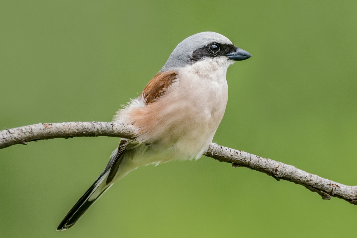 Жулан сорокопут.