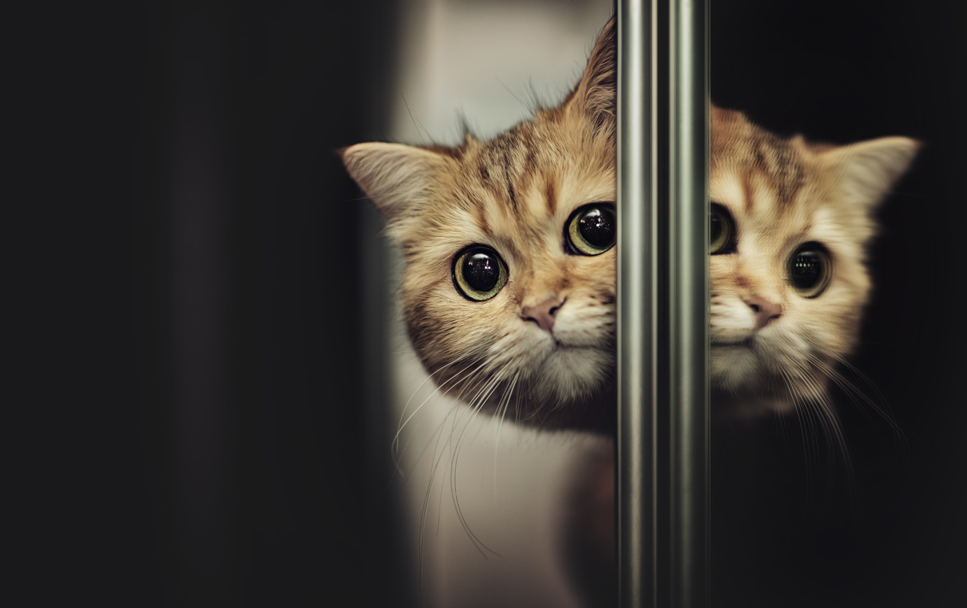 Любопытная морда...)