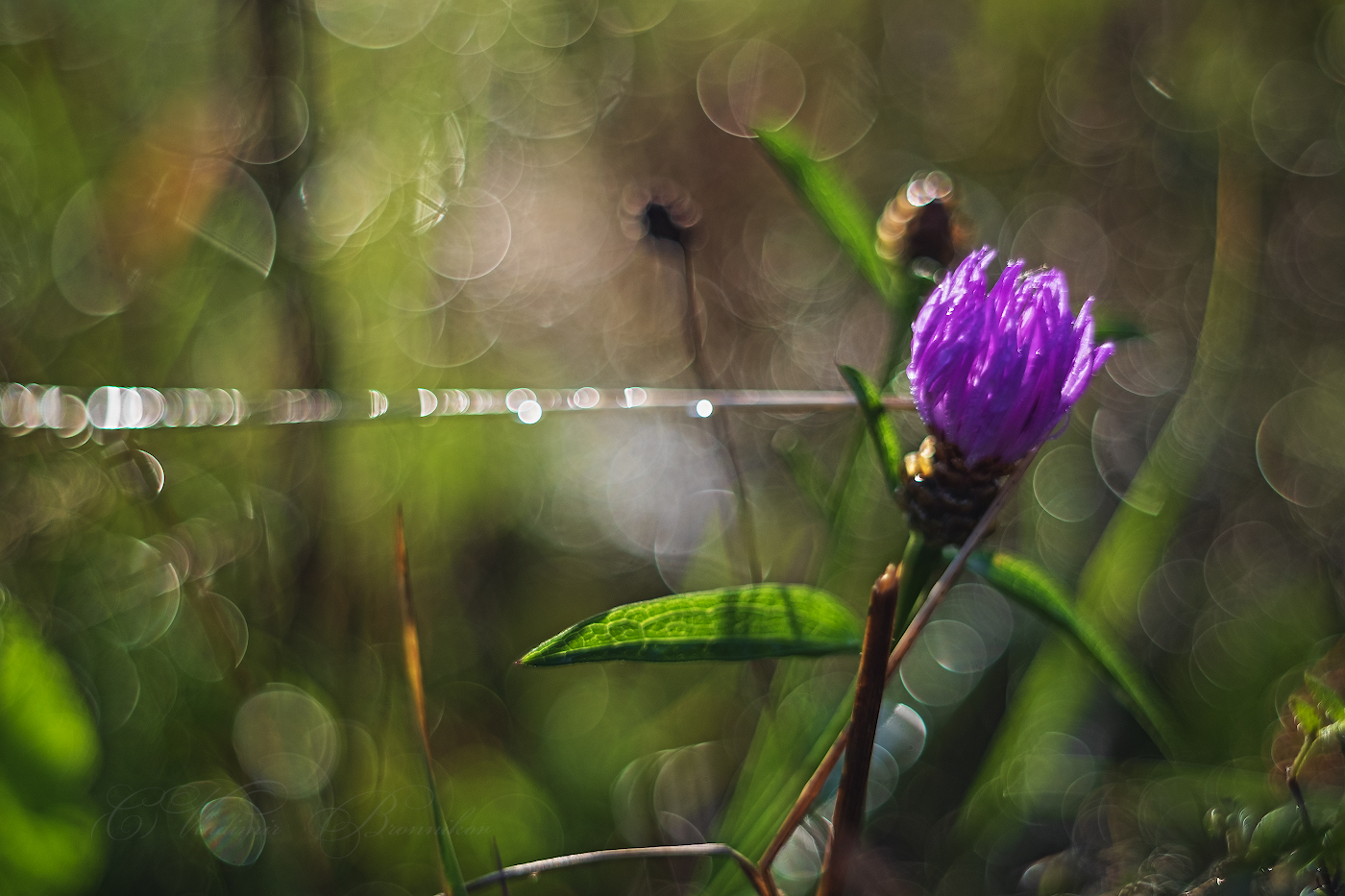 Осенние полевые