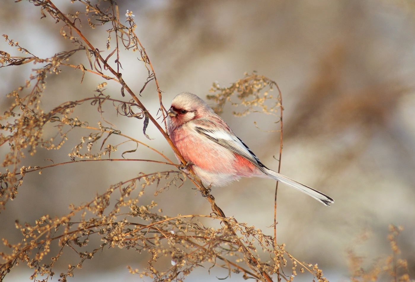 "Милый мальчик"