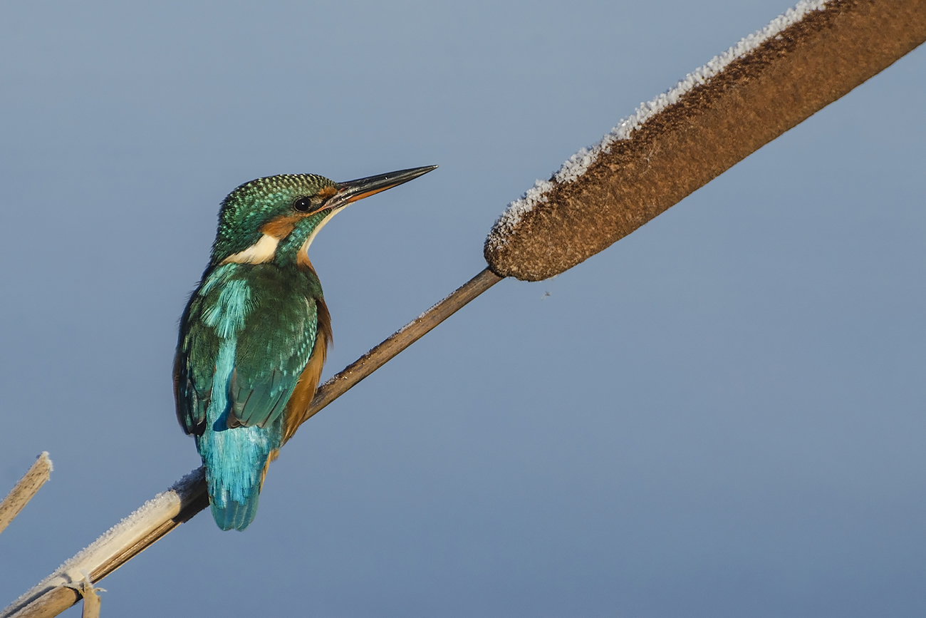 Зимородок на рогозе