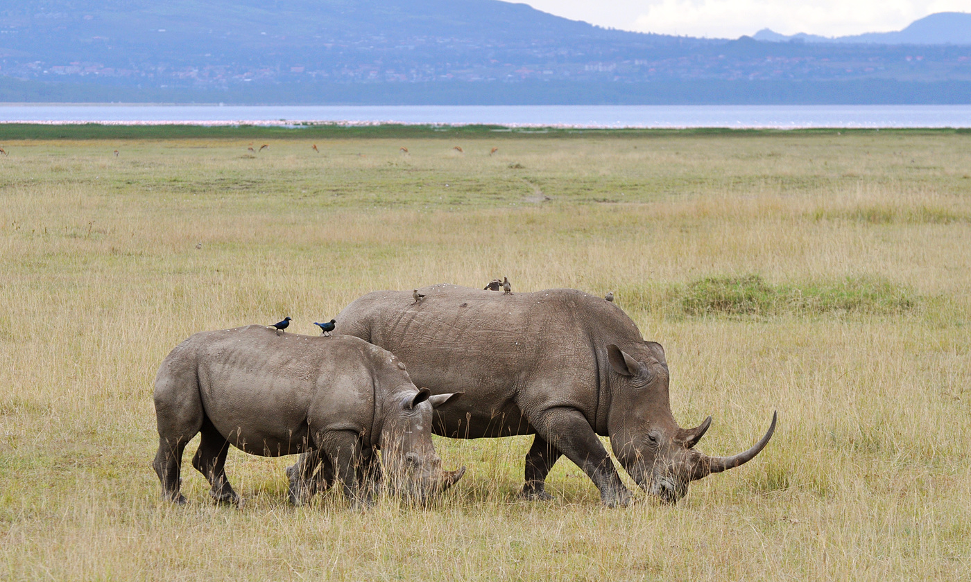 Неспешная прогулка