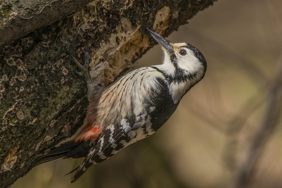 Дятел белоспинный.