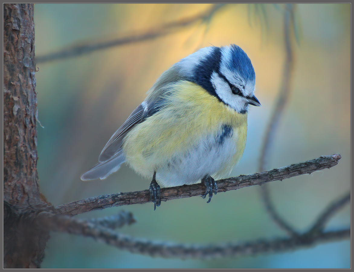 Морозным утром