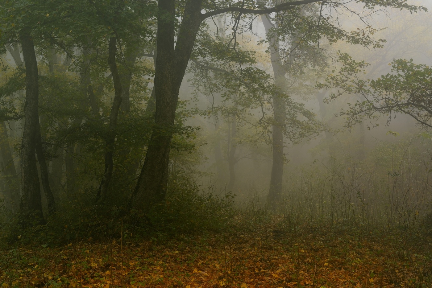 Туманное утро