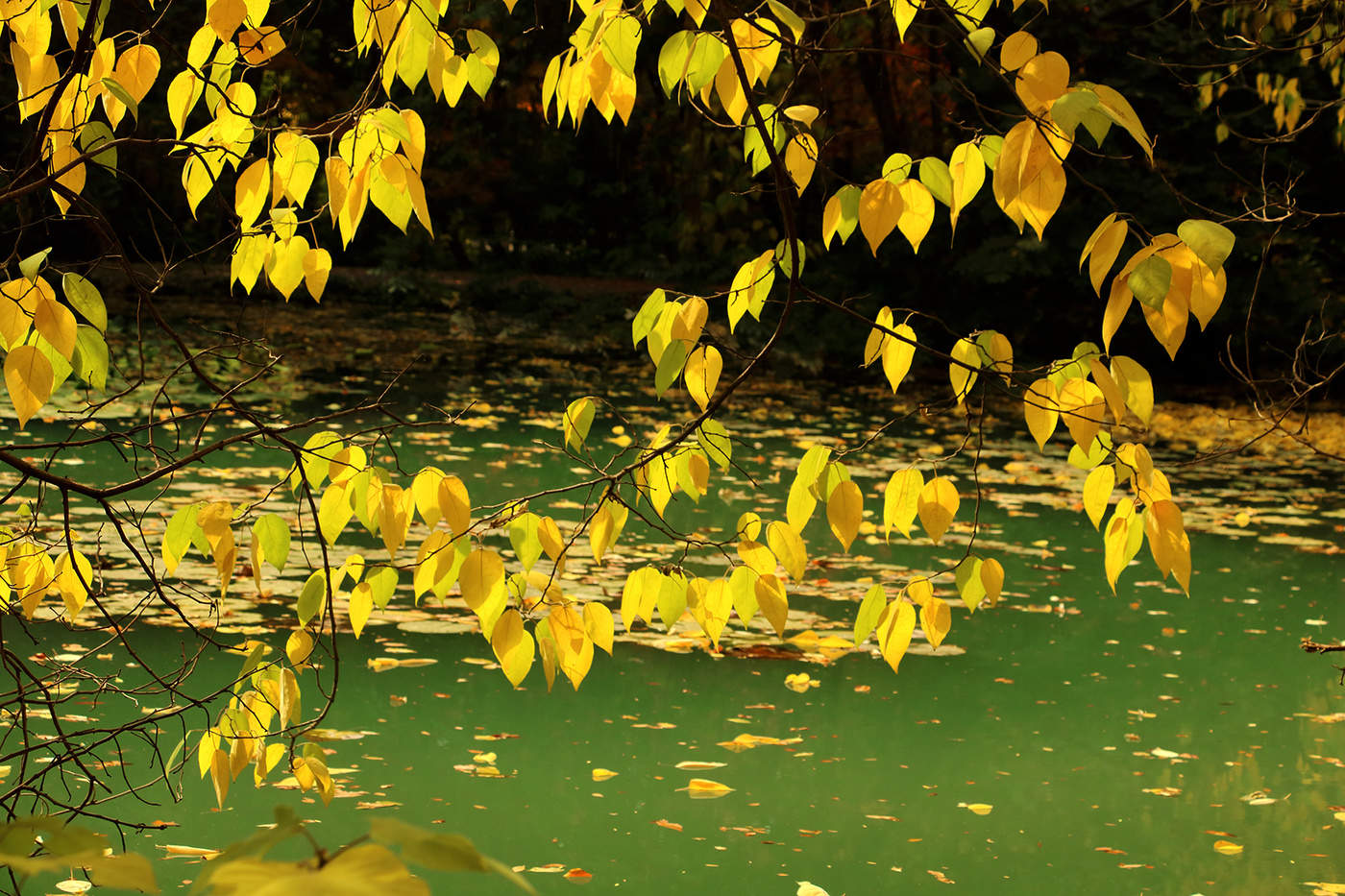 Вспоминая осень...