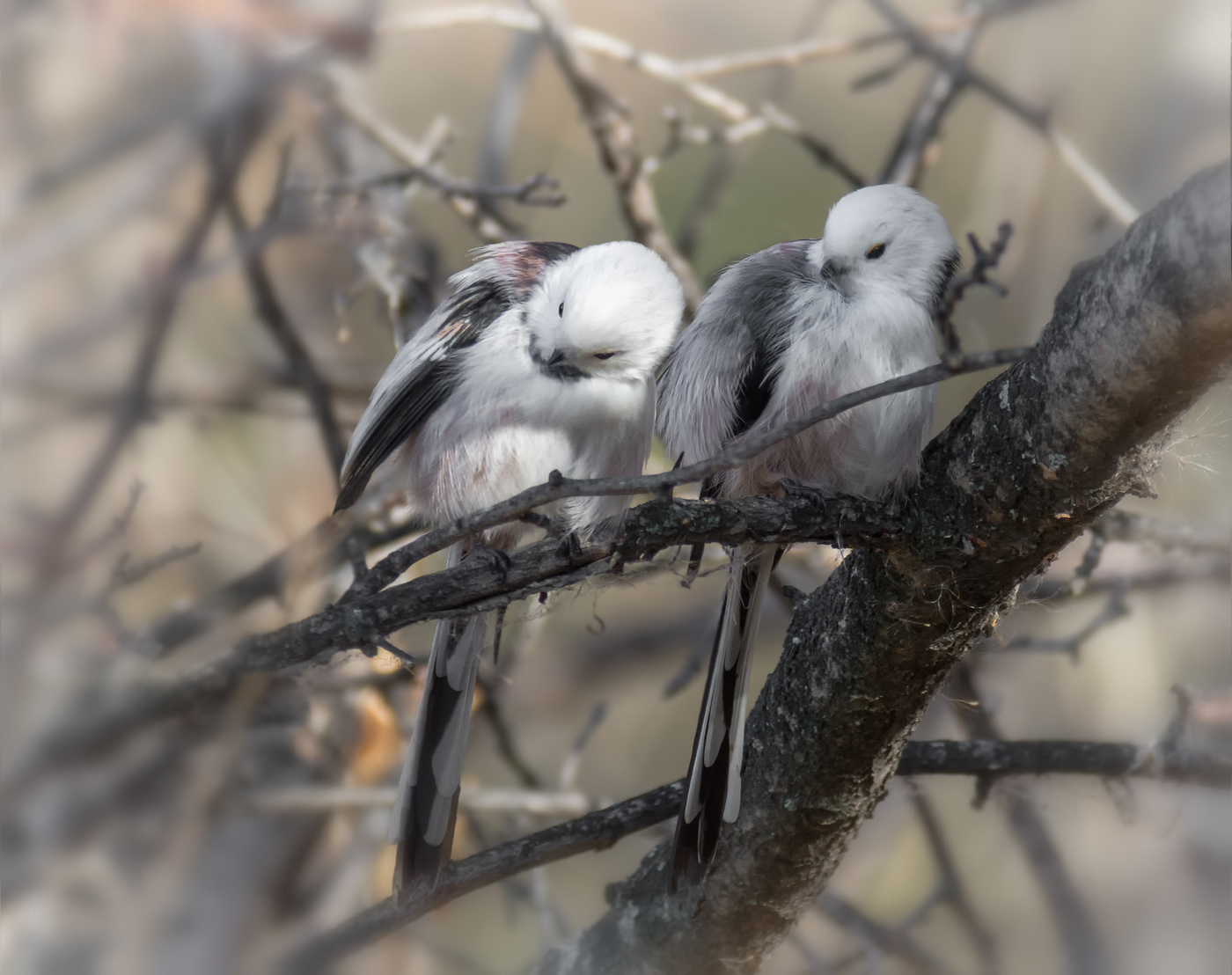 может это любовь..