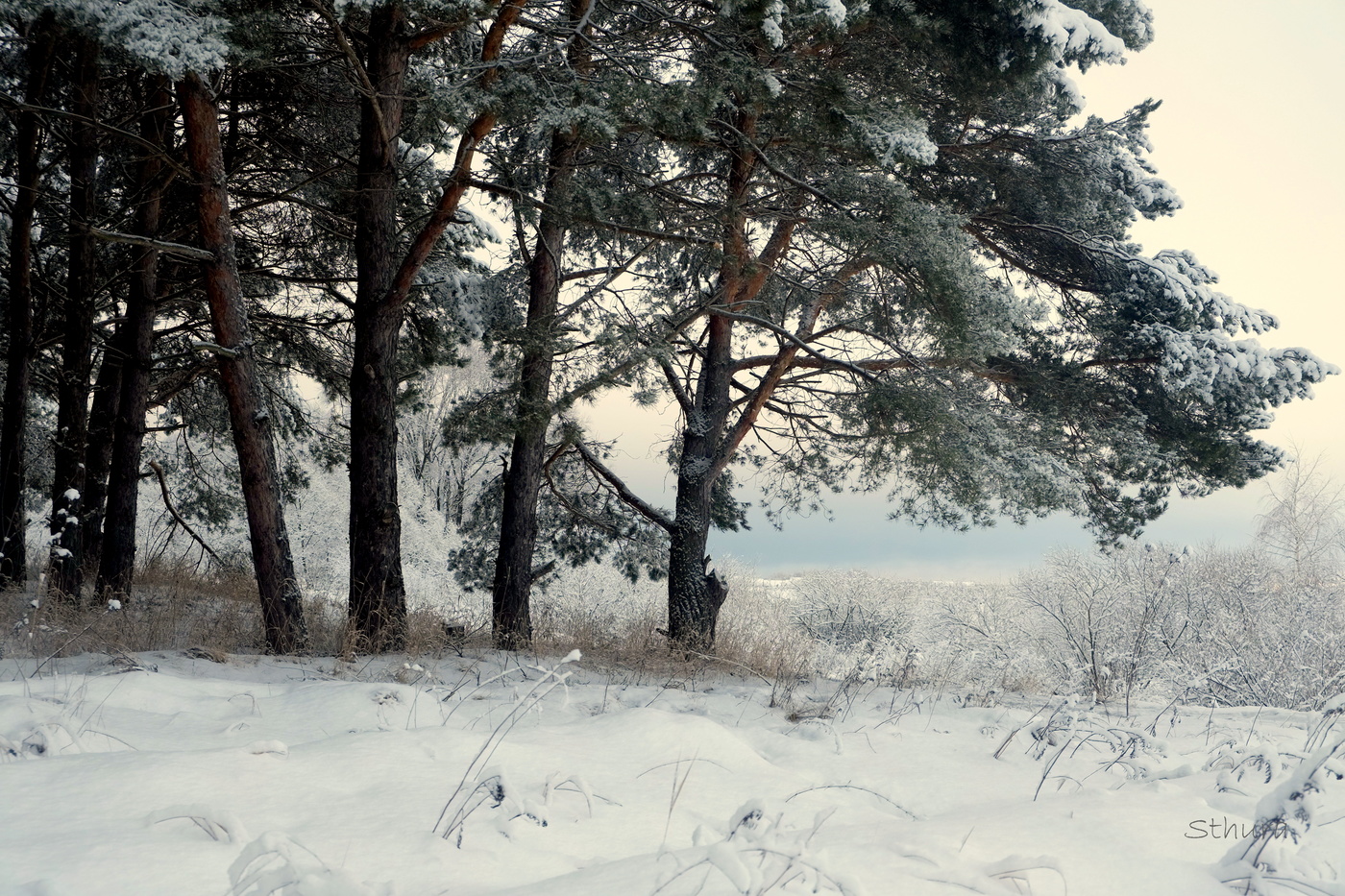 На краю леса.