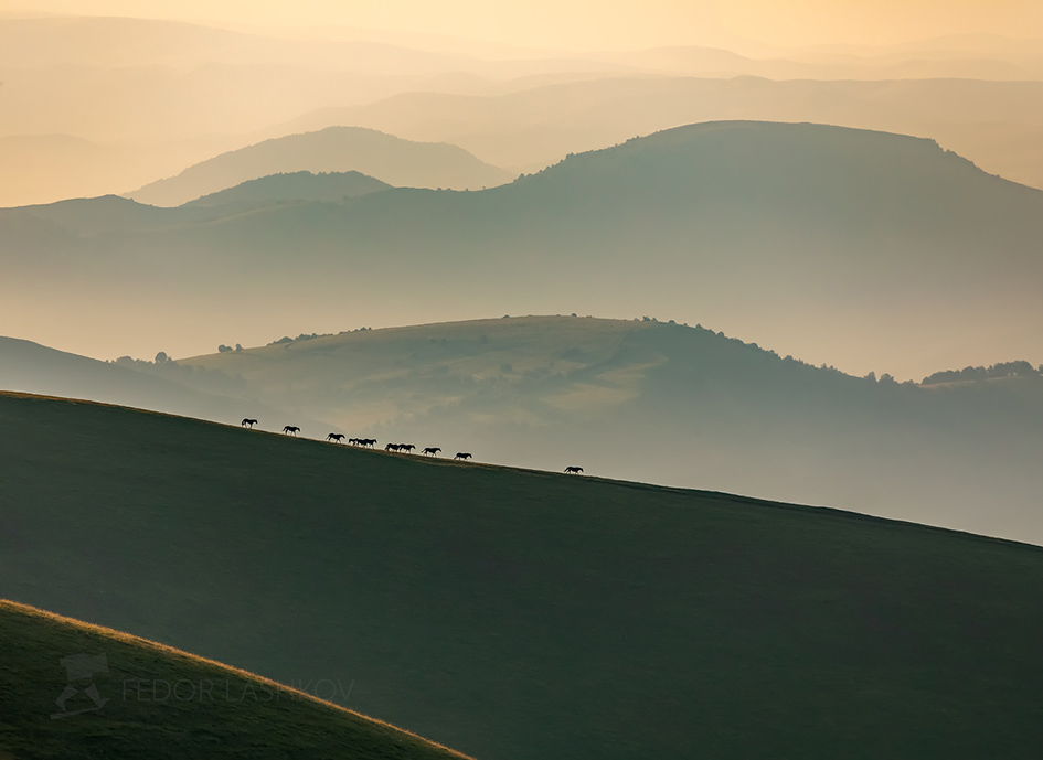 Лошади в горах