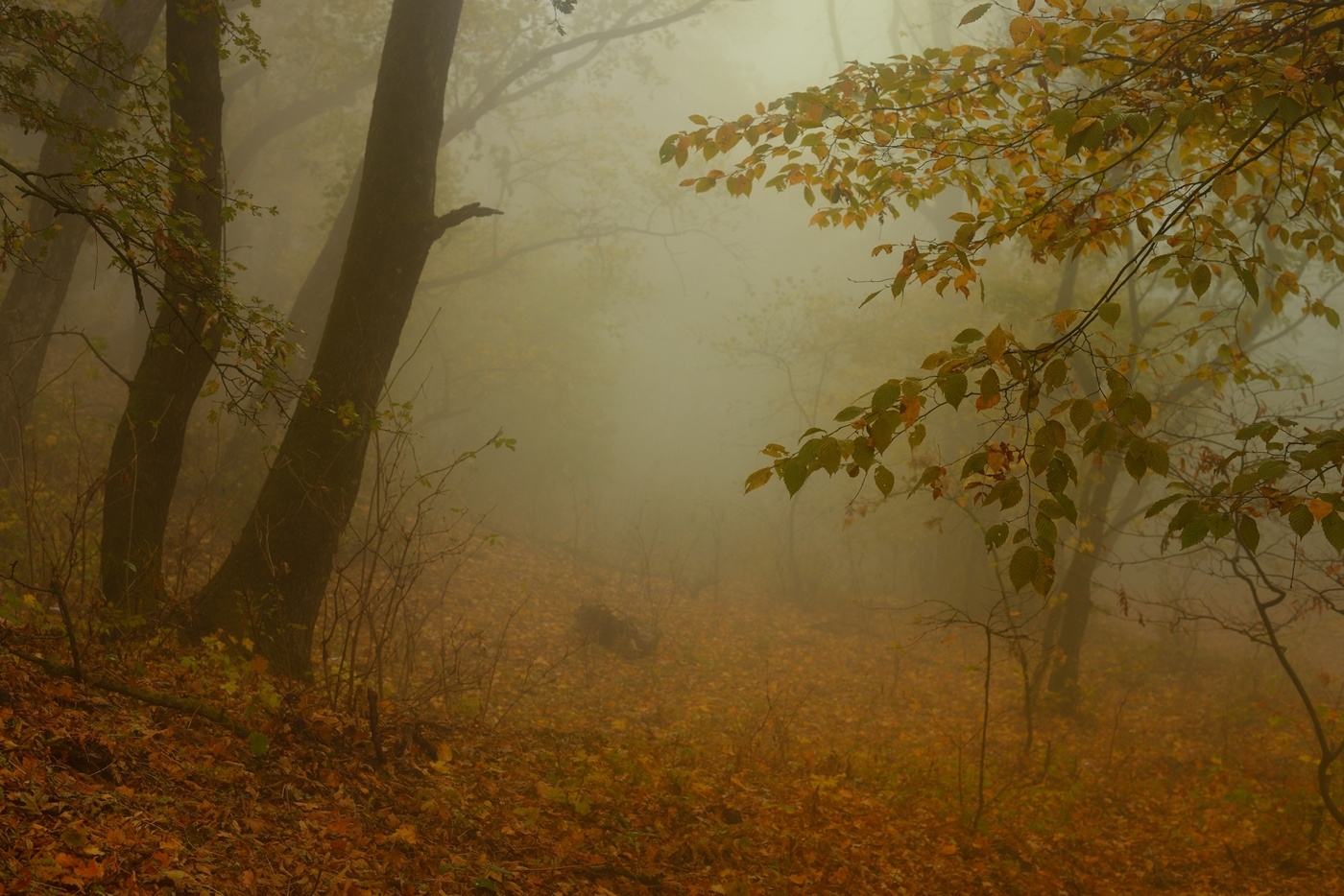 Осеннее утро