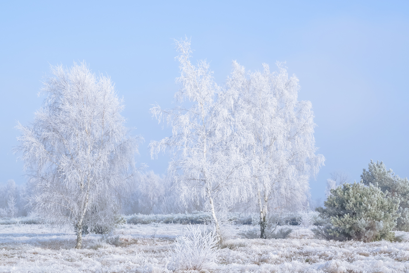Winterwelt in high key