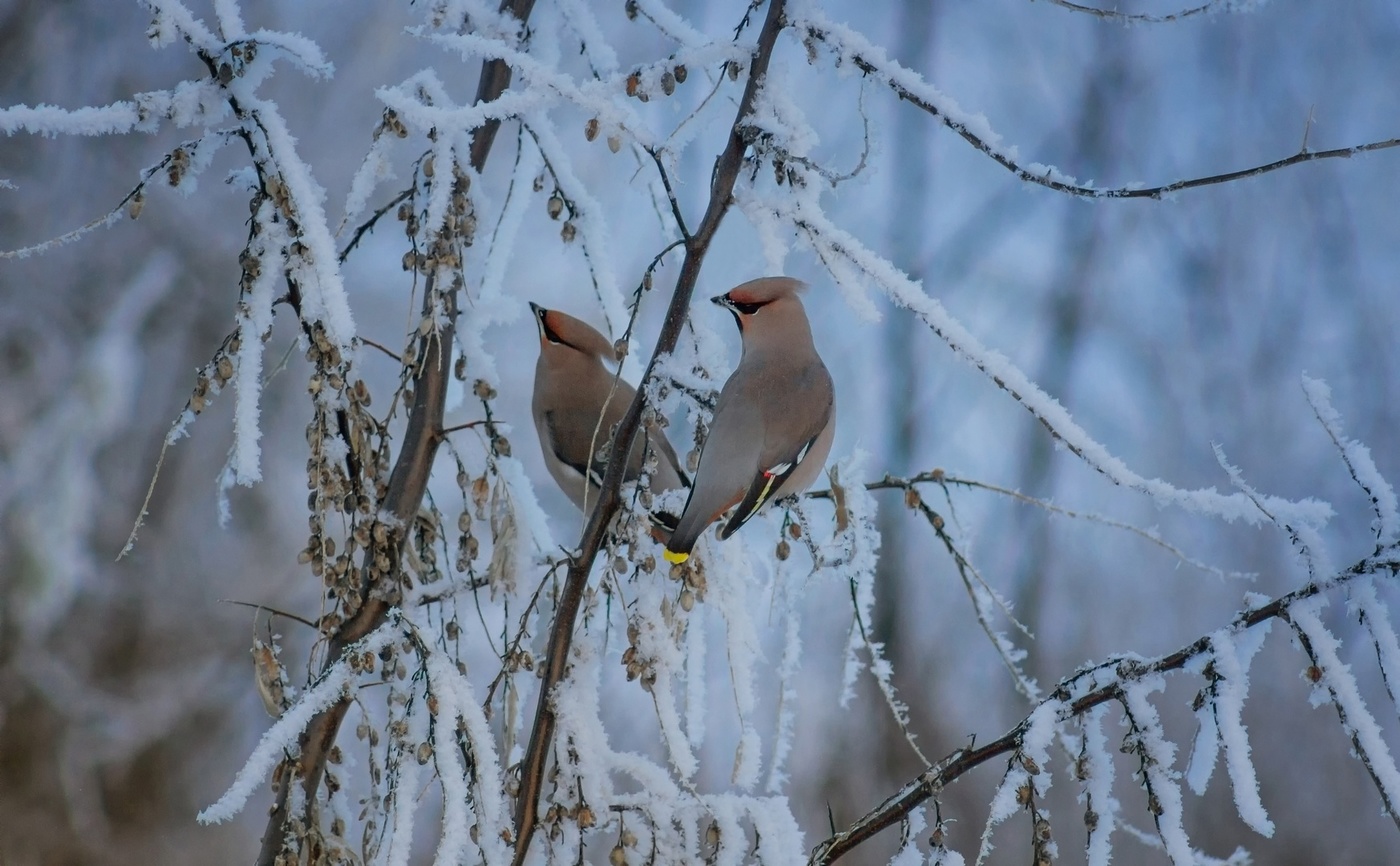 "Завтра,возможно,скажу тебе да"