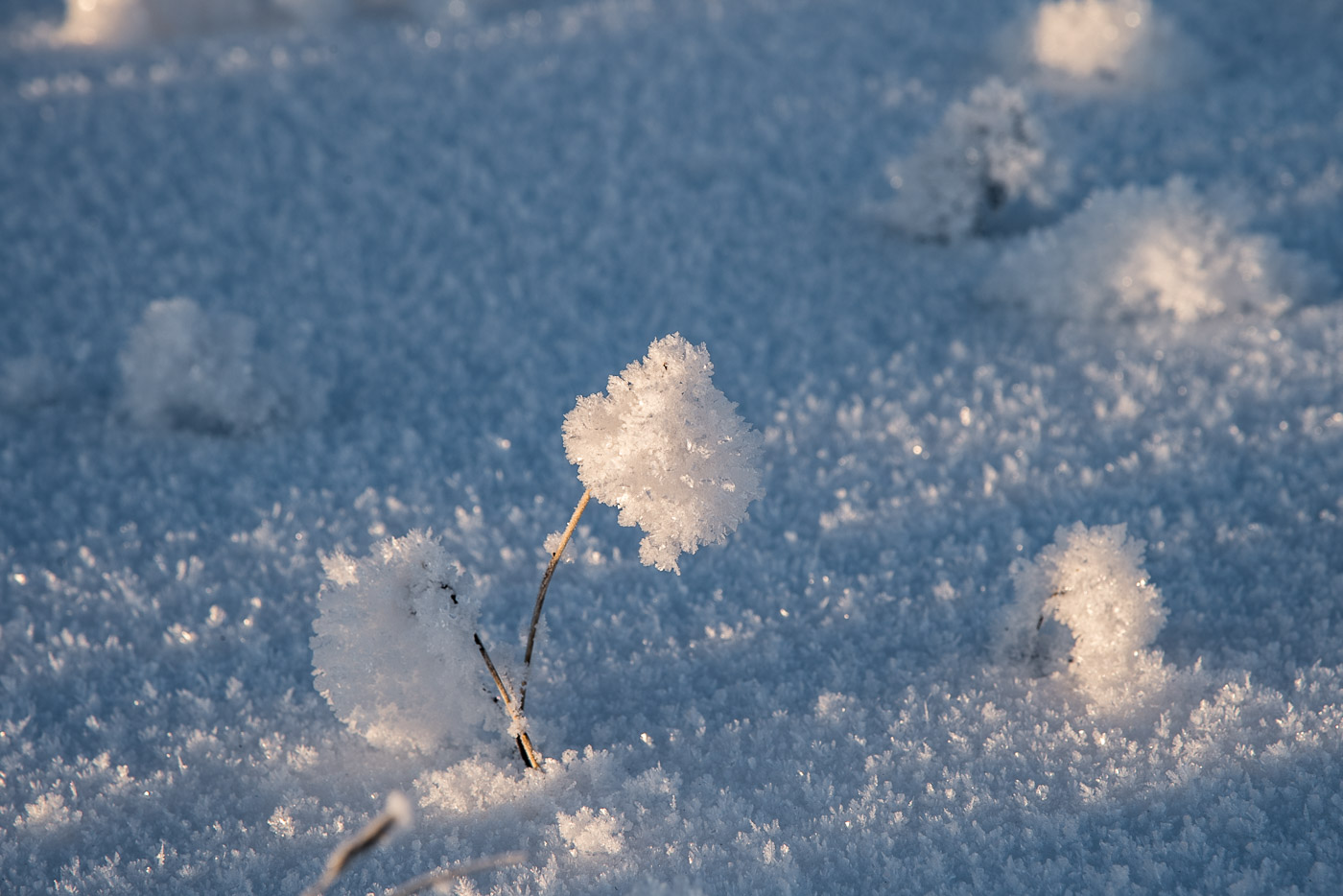 Зимний одуванчик