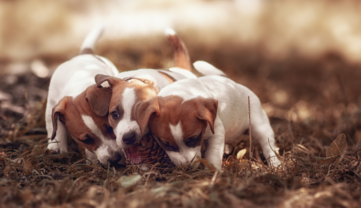 Чья шишка, тот и Шишка!