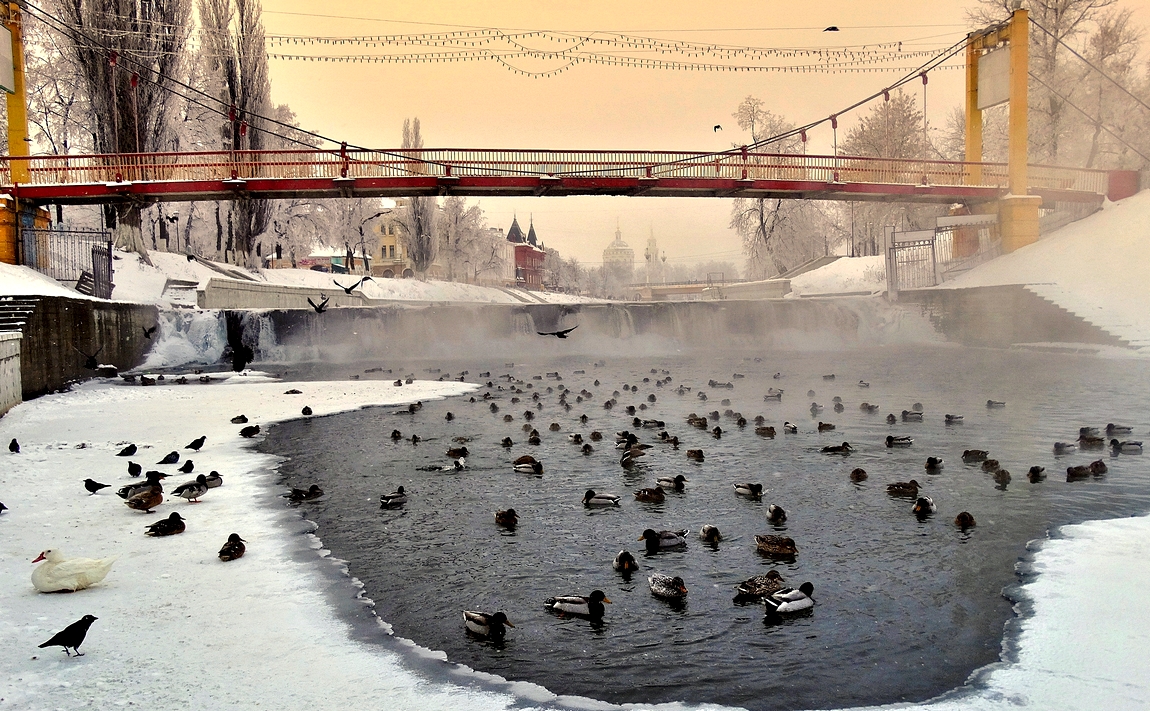 В полынье, в мороз птицы зимуют в городе