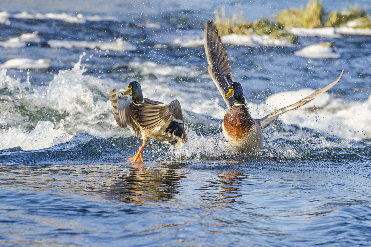 Наперегонки