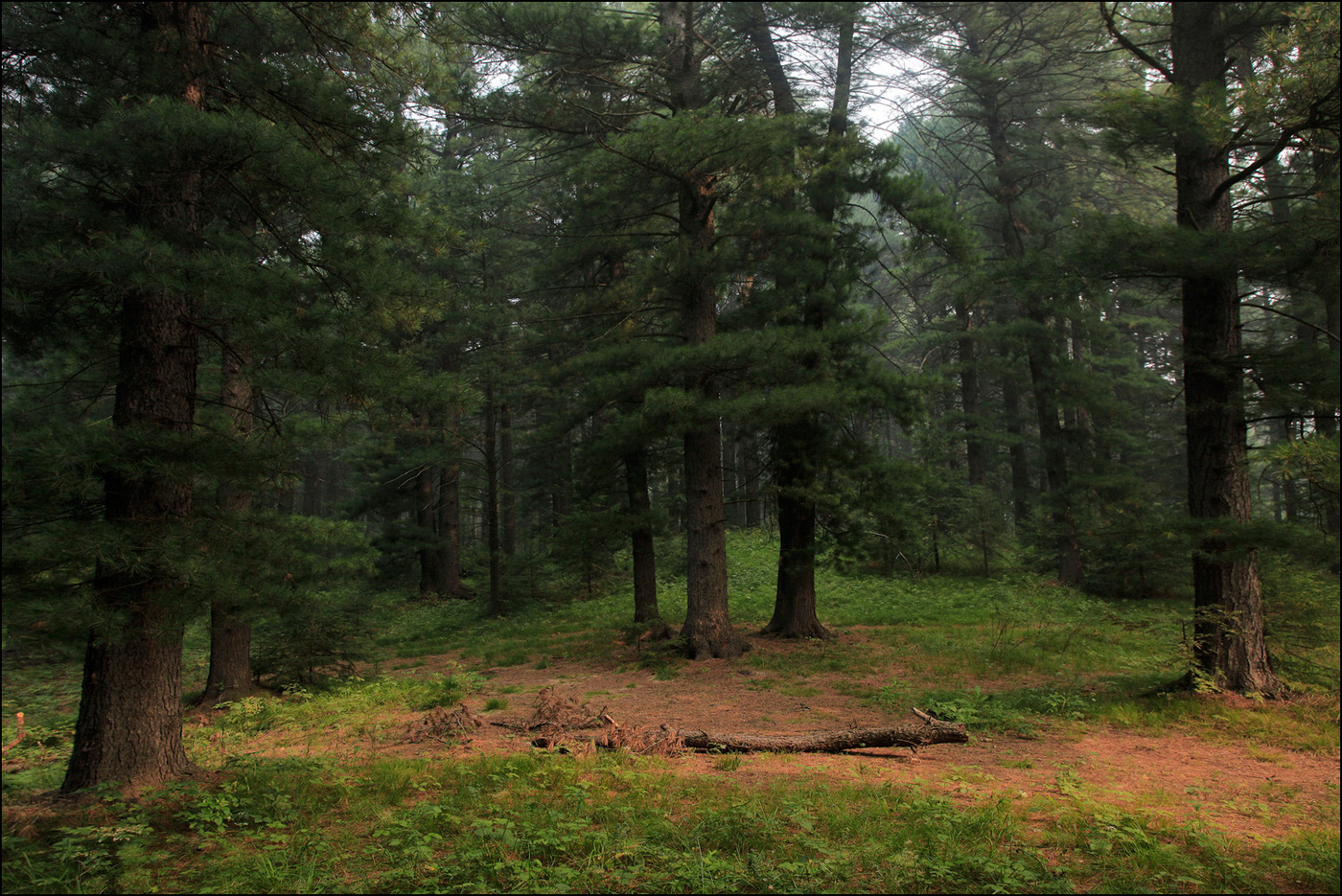 В кедровом лесу