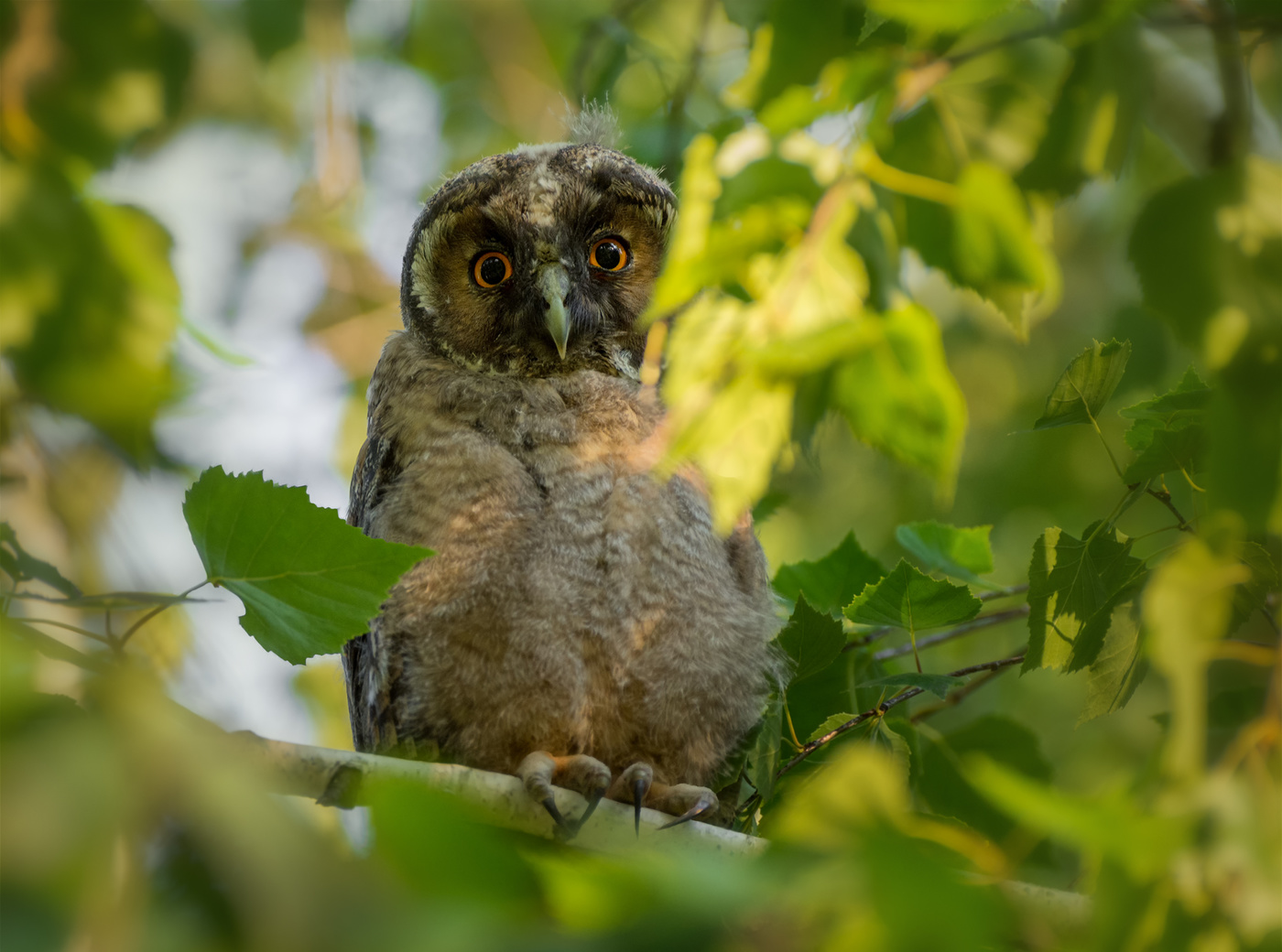 проснулось чудо..