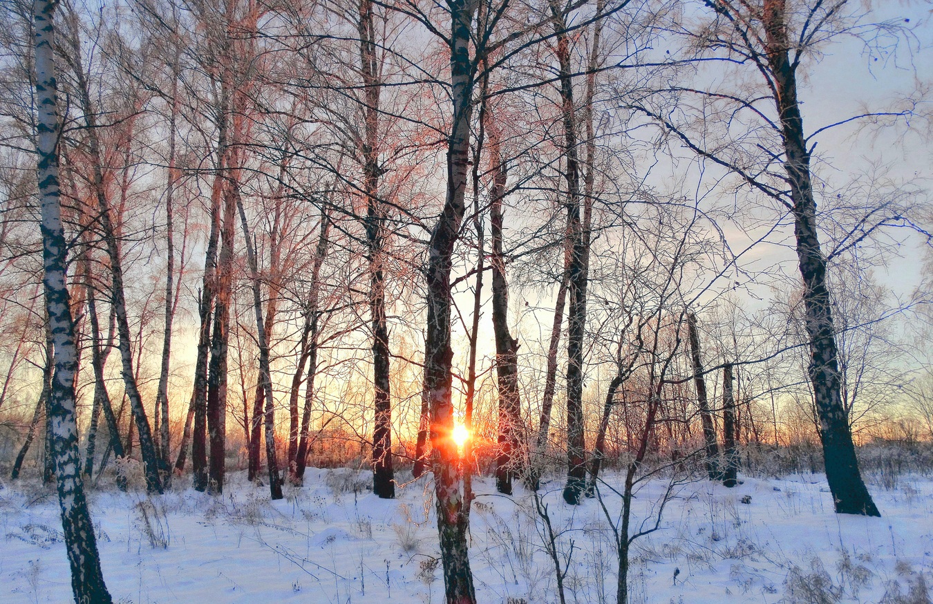 Зимой на закате в берёзовой роще
