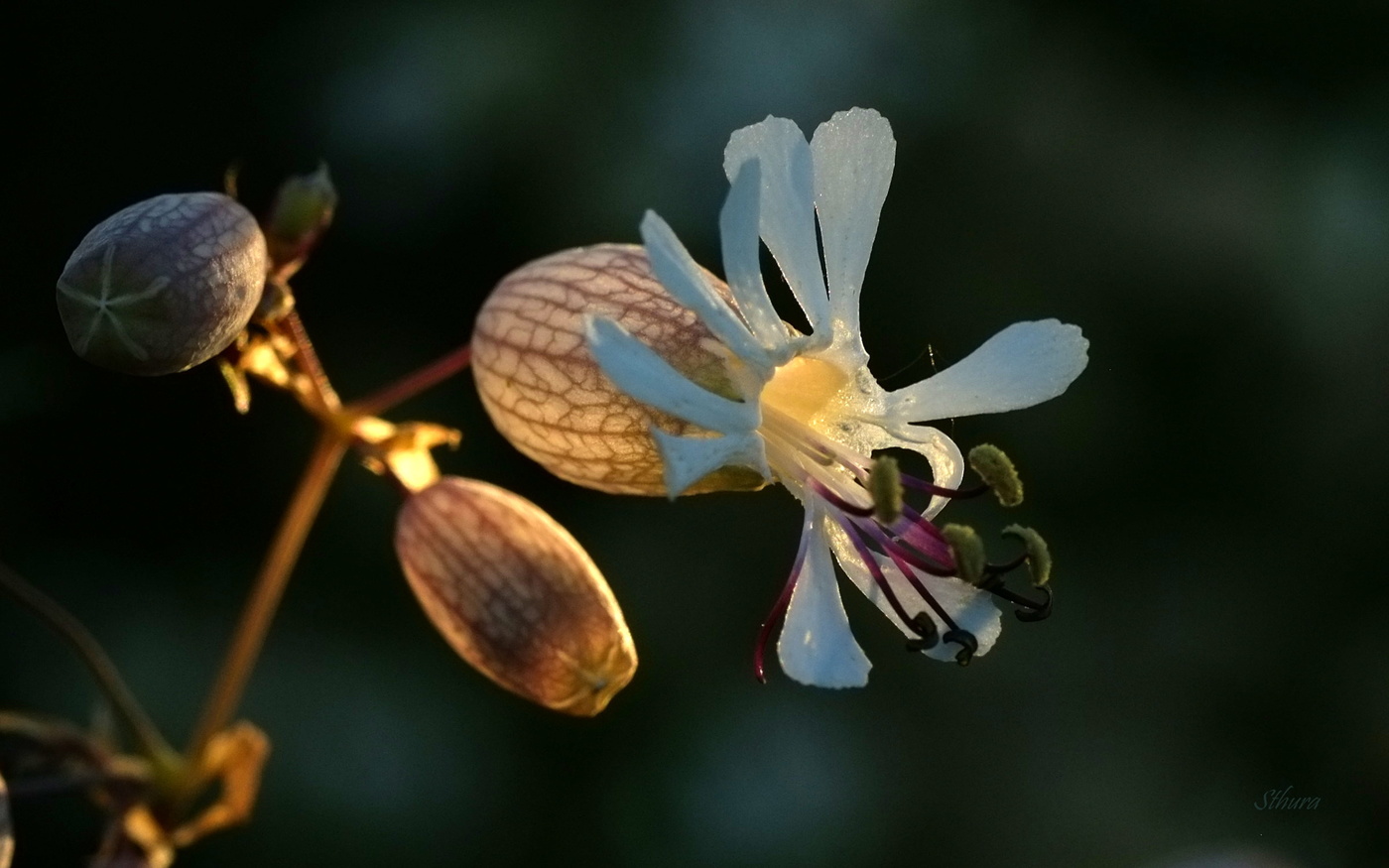 Невечные моменты